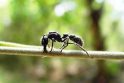 Mokslininkai „sukūrė“ superskruzdėles   
