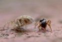 Užfiksuota kvapą gniaužiančiai pasibaigusi voro ir skruzdės kova