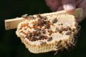 Dėl ilgapirščių kaltės žuvo dvi bičių šeimos