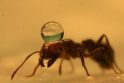Faktai ir mitai, kurių nežinote apie skruzdes