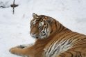 Stomatologas išgydė dantį amūriniam tigrui