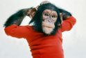 Laboratorinės beždžionės dienos šviesą išvydo po 30 metų