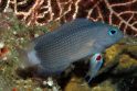 Rifinės žuvys gyvena ir medžioja komandoje