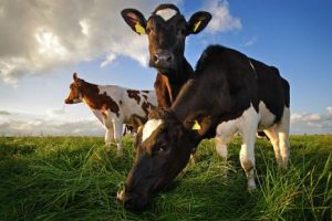 VMVT paramos siekiantys ūkiai: bus vertinamas ir aukštesniųjų gyvūnų gerovės standartų laikymasis