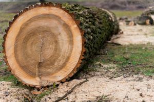 Iškirsta 1 tūkst. vaikų projektui skirtų medžių: afera ar biurokratinė klaida?