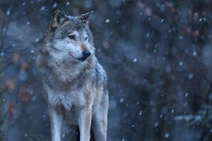 ES nori leisti sumedžioti daugiau vilkų