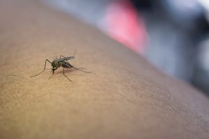 Kada keliaujant būtina pasiskiepyti nuo maliarijos?