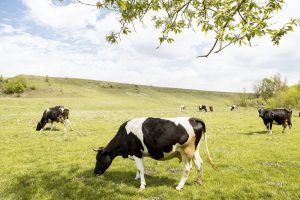 EK patvirtino 10 mln. eurų paramą Lietuvos pieno gamintojams