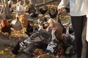 Dėl paukščių gripo Lietuvai laikinai užsivėrė Taivano rinka