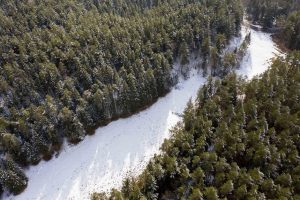 Prokuratūra nenustatė pažeidimų kertant medžius Verkių regioniniame parke
