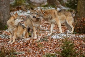 Lietuvoje baigtas vilkų medžioklės sezonas