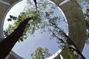 Kertamų medžių skandalai įkvėpė tarptautinį projektą