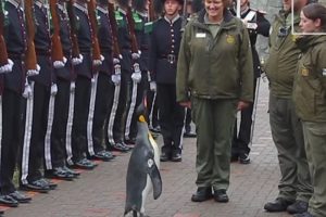 Edinburgo zoologijos sodo pingvinas paaukštintas į generolus