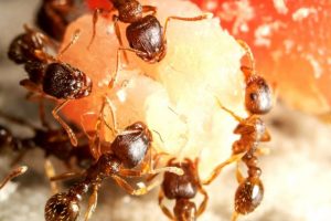 (Ne)pavojingos skruzdėlės: kaip apsisaugoti