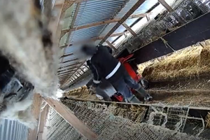 Slapti kailinių žvėrelių fermų kadrai: gyvūnai talžomi, dusinami dujų kamerose