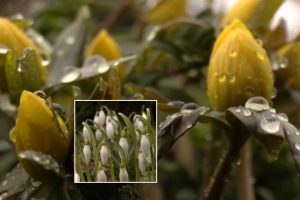 Kvepia pavasariu: pražydo pirmosios gamtos šauklės