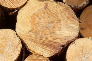 Už neteisėtai Klaipėdos rajone iškirtus medžius įmonei teks atlyginti beveik 24 tūkst. eurų žalą