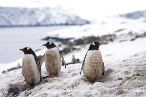 Antarktidos ledynų tirpimas kelia grėsmę pingvinų populiacijai