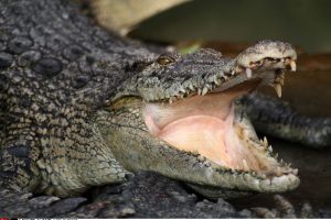 Floridos pramogų komplekse aligatorius nusitempė dvejų metų vaiką 