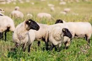 Joniškio rajono gyventojas turės sumokėti žalą už avių nuniokotus šimtamečius uosius