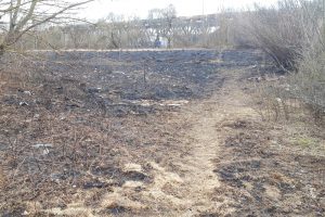 Lietuvoje pradėjo degti pernykštė žolė