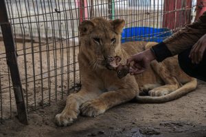 Zoologijos sodo lankytojas dėl nuotraukos voljere su liūtu sumokėjo gyvybe