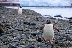 Dėl klimato kaitos nyksta Antarktidos imperatoriškųjų pingvinų jaunikliai