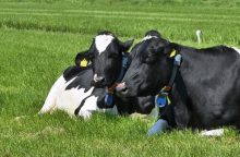 JAV pirmą kartą paukščių gripas nustatytas melžiamoms karvėms