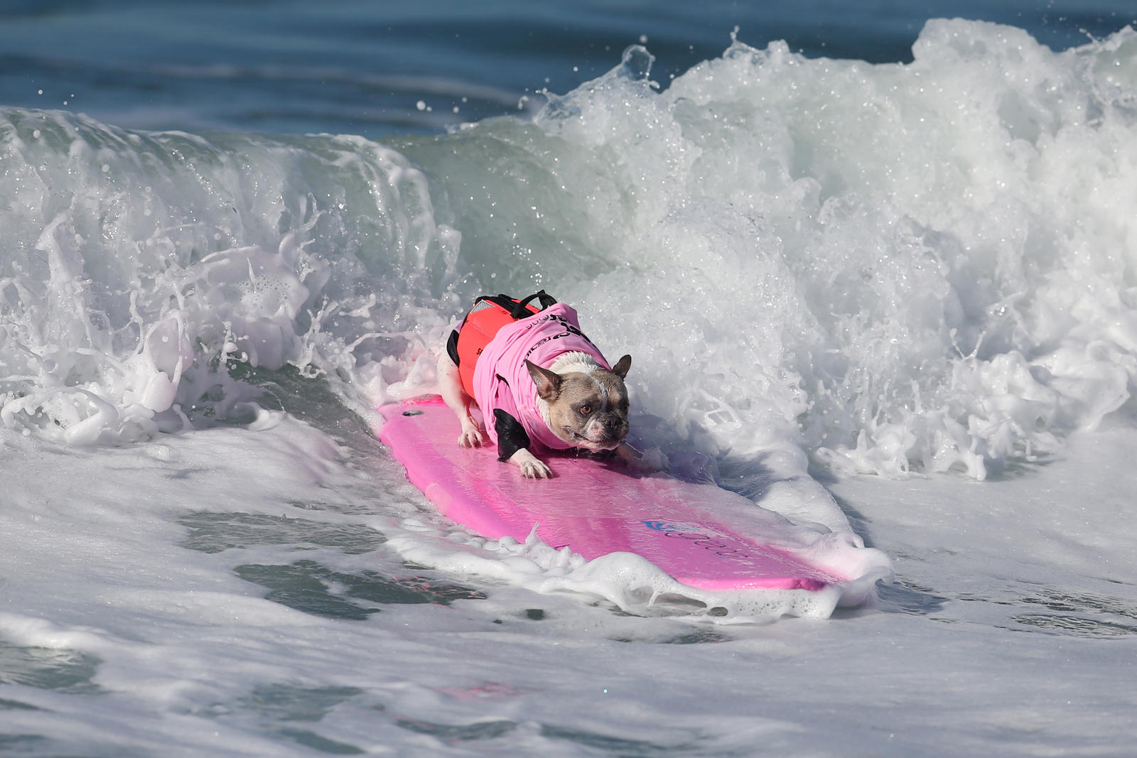 Занятия серфингом для собак