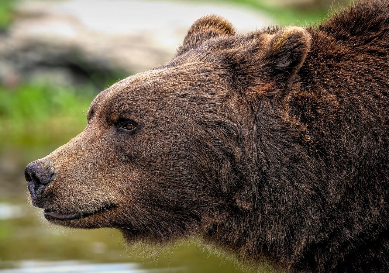 Orso ha attaccato un turista nel Nord Italia