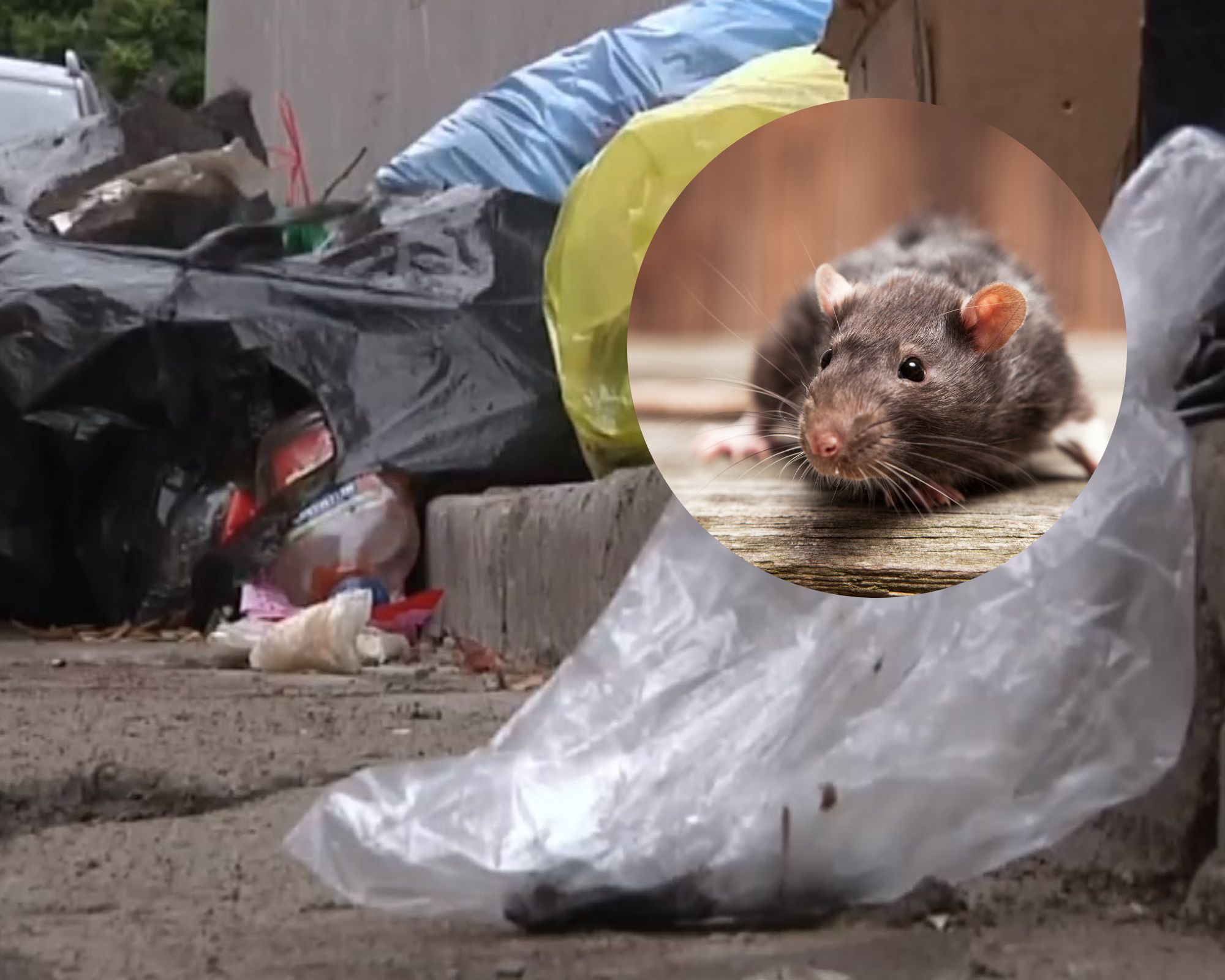 Smród i widok są okropne: szczury rozmnażały się na starym mieście w Kownie