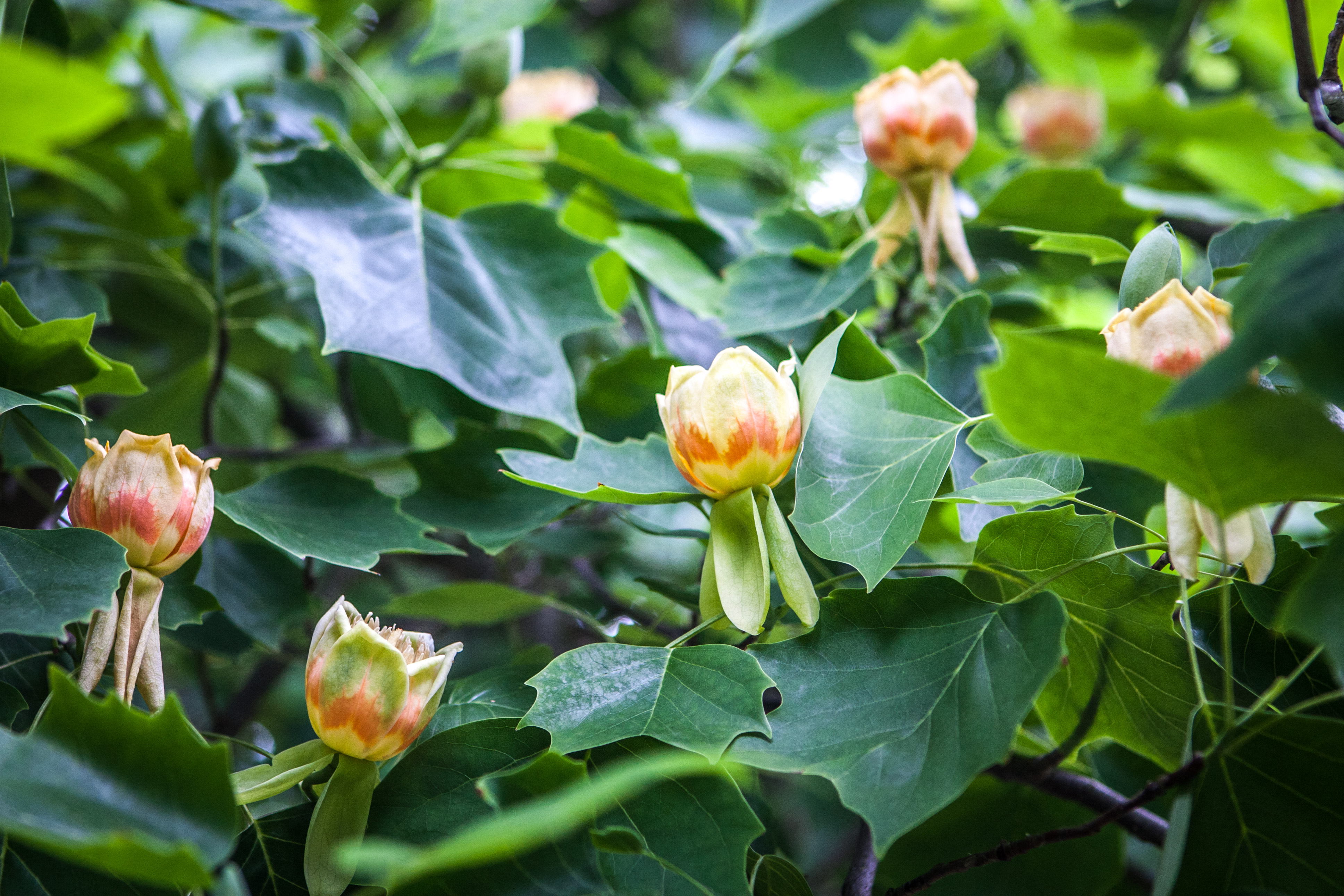 тюльпановое дерево в калининграде фото
