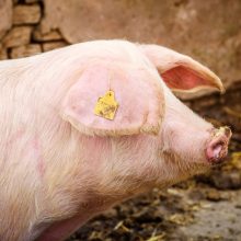 Rokiškio rajone – pirmasis afrikinio kiaulių maro židinys ūkyje šiemet