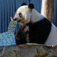Kinijos premjeras pažadėjo Australijai naują didžiųjų pandų pamainą