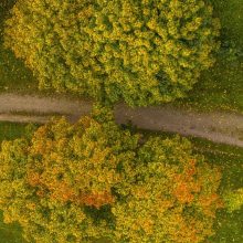 Vyriausybė leido 26 ha miško atiduoti „Rail Balticai“ ir Kazlų Rūdos poligonui