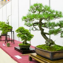 Prezidentūroje atidaroma G. Nausėdos globojama tarptautinė bonsų paroda