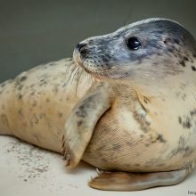 21 Lietuvos jūrų muziejaus rastas ruoniukas gavo po žemaitišką vardą