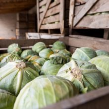 Kauno apskrities daržovių ūkiuose VMI nustatė 670 nelegaliai dirbančių darbuotojų