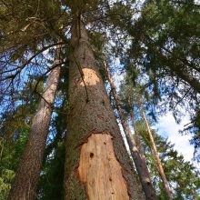 Vyriausybė: kovojant su žievėgraužiu nupirkta mediena miške galės būti penkias dienas