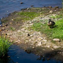 Lietuvoje vyksta kasmetinė upių švarinimo iniciatyva „River Cleanup“