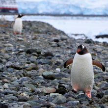 Dėl klimato kaitos nyksta Antarktidos imperatoriškųjų pingvinų jaunikliai