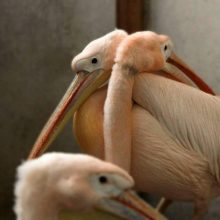 Zoologijos sode išsirito rausvųjų pelikanų jauniklis