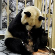 Japonijos zoologijos sode pasaulį išvydo didžiosios pandos dvynukai
