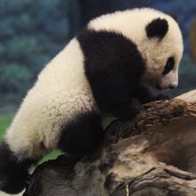 Pirmoji Taivane atvesta didžiųjų pandų jauniklė žavi žiniasklaidą