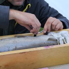 Lietuvoje žuvys bus sekamos akustine įranga