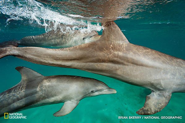 Delfinų gebėjimai – arčiausiai to, ką patirtume susidūrę su nežemišku protu?