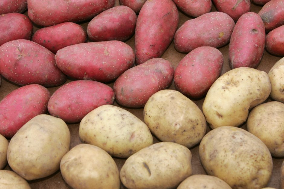 Lietuviškos bulvės – ne tik močiutės cepelinams
