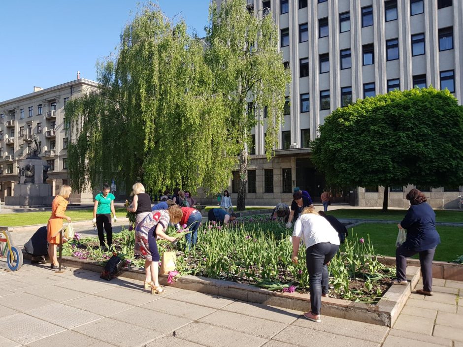 Kodėl moterys apspito Kauno savivaldybės tulpes?