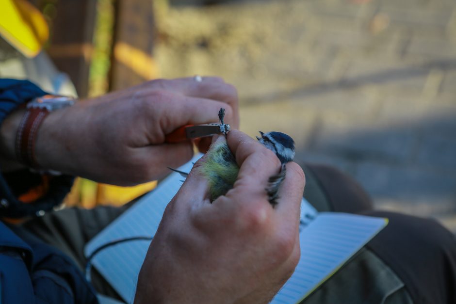 Ornitologai klaipėdiečiams padėjo suprasti paukščių migraciją