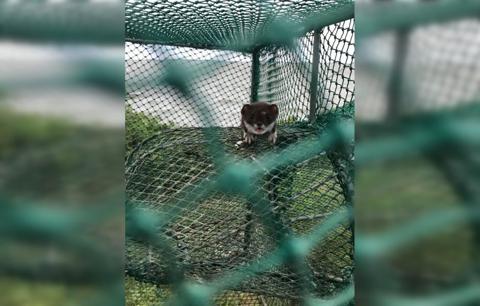 Ventės rago ornitologinėje stotyje keistas atvejis: paukščių tinkluose – žebenkštis